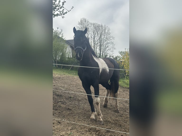 Curly horse Ogier 7 lat 155 cm Tobiano wszelkich maści in Freyung