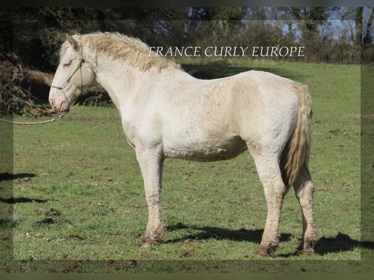 Curly horse Ogier 7 lat 160 cm Jelenia in france