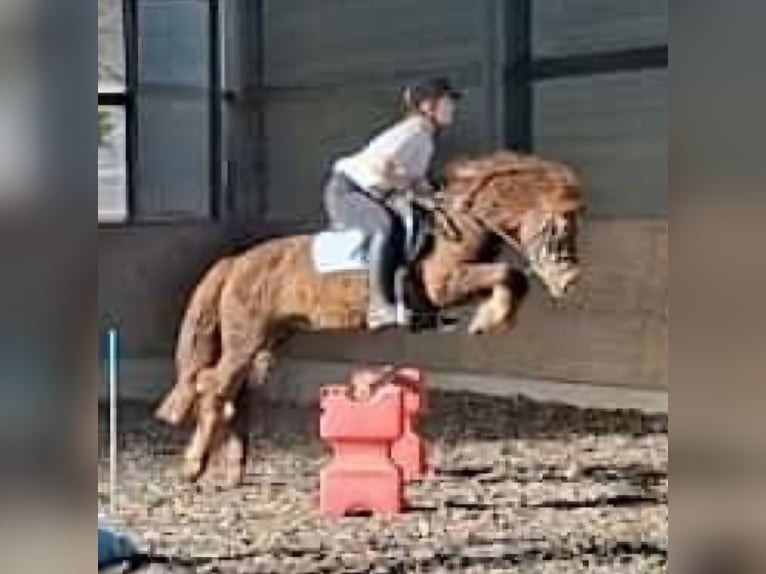 Curly horse Ogier 8 lat 128 cm Kasztanowata in Donzdorf