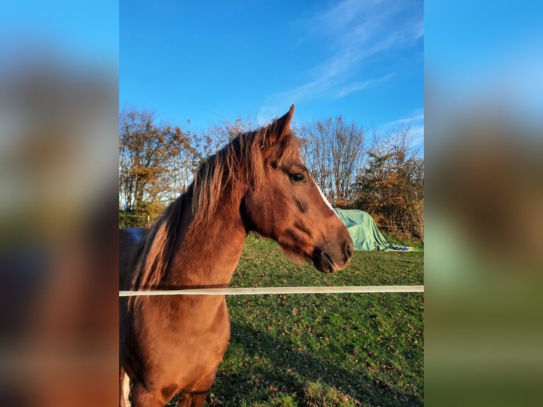 Curly horse Ogier 8 lat 150 cm Kasztanowata in Schönwalde am Bungsberg