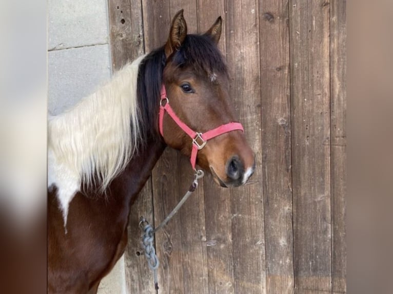 Curly horse Ogier Tobiano wszelkich maści in Bern