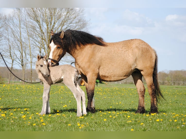 Curly horse Ogier Źrebak (04/2026) 155 cm Grullo in Ruinen