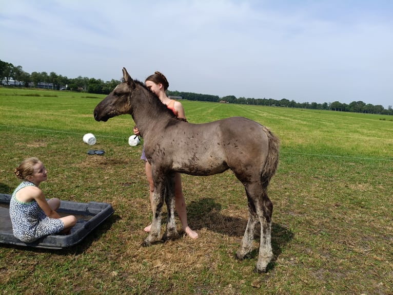Curly horse Ogier Źrebak (04/2026) 158 cm Grullo in Ruinen