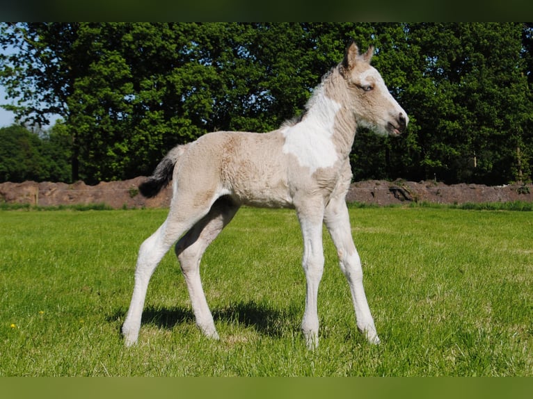 Curly horse Ogier  160 cm Bułana in Ruinen