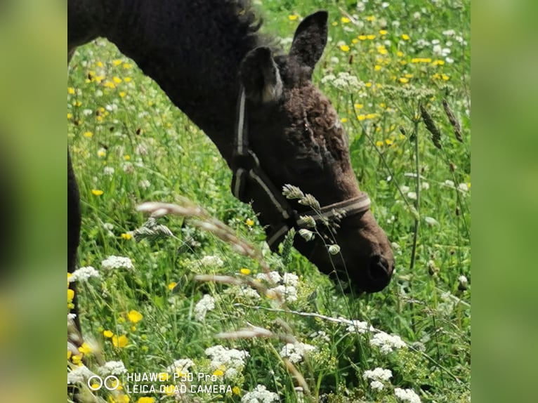 Curly horse Ogier  in BETTELDORF