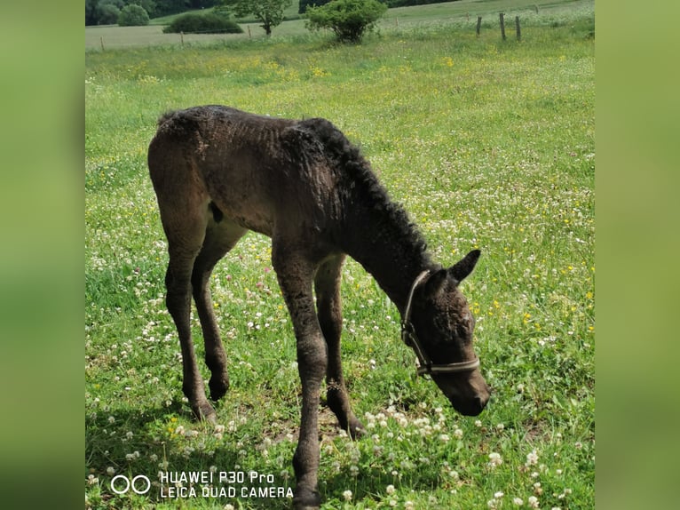 Curly horse Ogier  in BETTELDORF