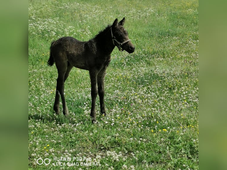 Curly horse Ogier  in BETTELDORF