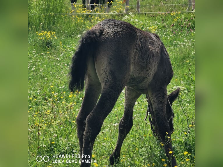 Curly horse Ogier  in BETTELDORF