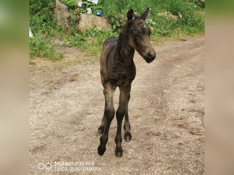 Curly horse Ogier  in BETTELDORF