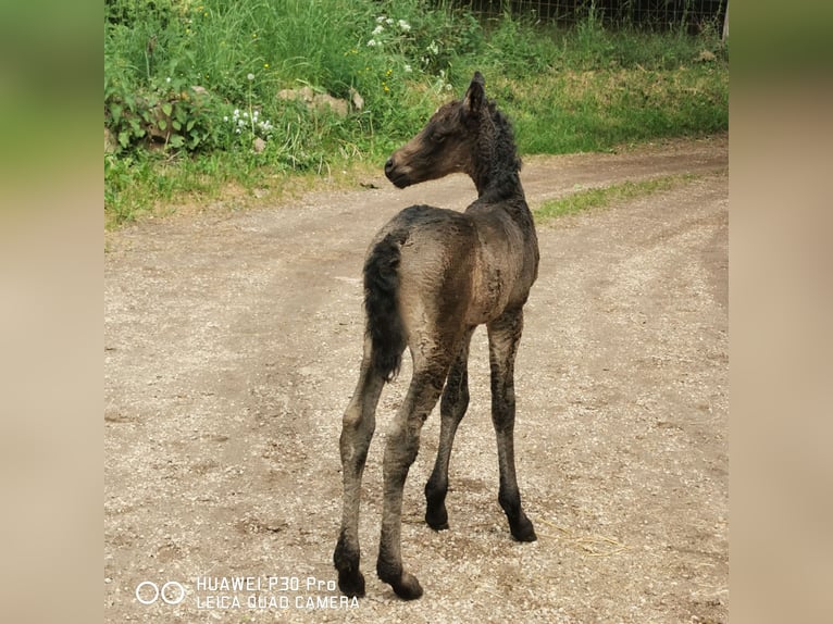 Curly horse Ogier  in BETTELDORF