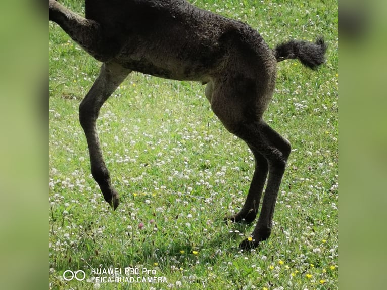 Curly horse Ogier  in BETTELDORF