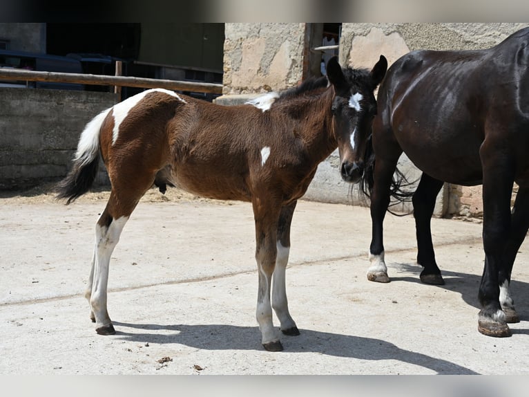 Curly horse Mix Ogier Źrebak (04/2026)  in Klettgau