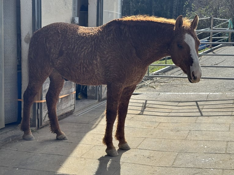 Curly Horse Mix Ruin 10 Jaar 150 cm Vos in Wädenswil