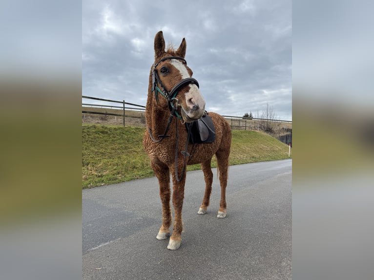 Curly Horse Mix Ruin 10 Jaar 150 cm Vos in Wädenswil