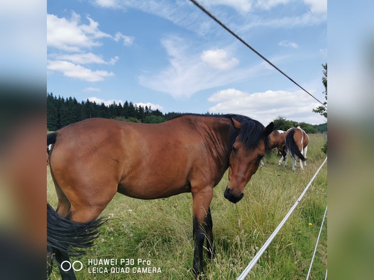 Curly Horse Ruin 11 Jaar 141 cm Bruin in Betteldorf