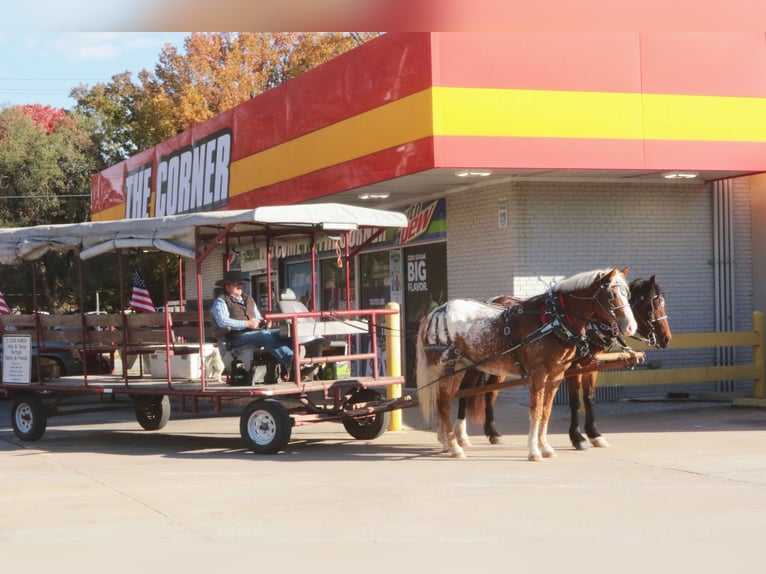 Curly Horse Mix Ruin 11 Jaar 163 cm Roodvos in Mount Vernon
