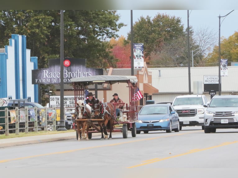 Curly Horse Mix Ruin 11 Jaar 163 cm Roodvos in Mount Vernon