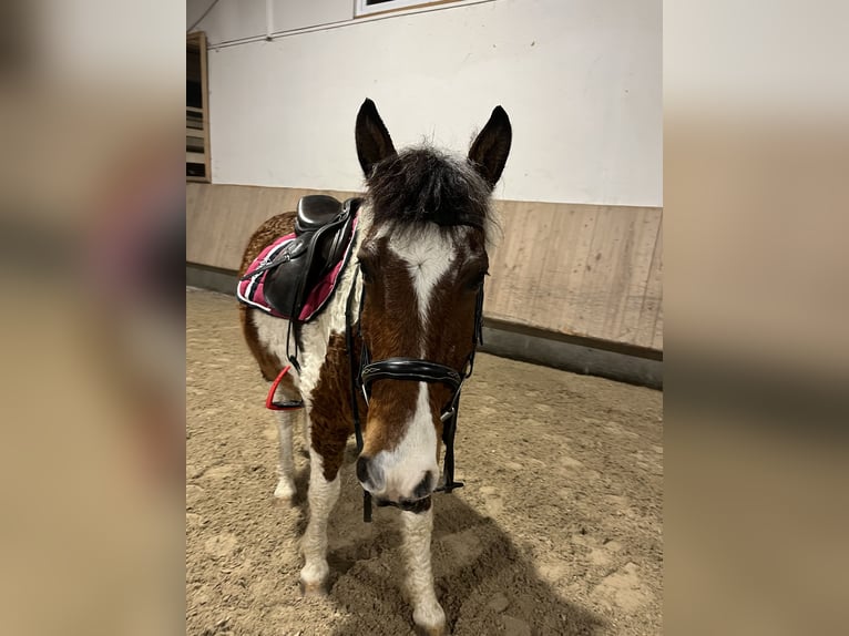 Curly Horse Ruin 13 Jaar 151 cm Gevlekt-paard in Bad Wurzach