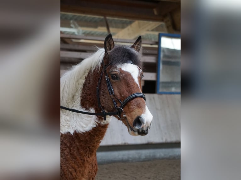 Curly Horse Ruin 13 Jaar 151 cm Gevlekt-paard in Bad Wurzach