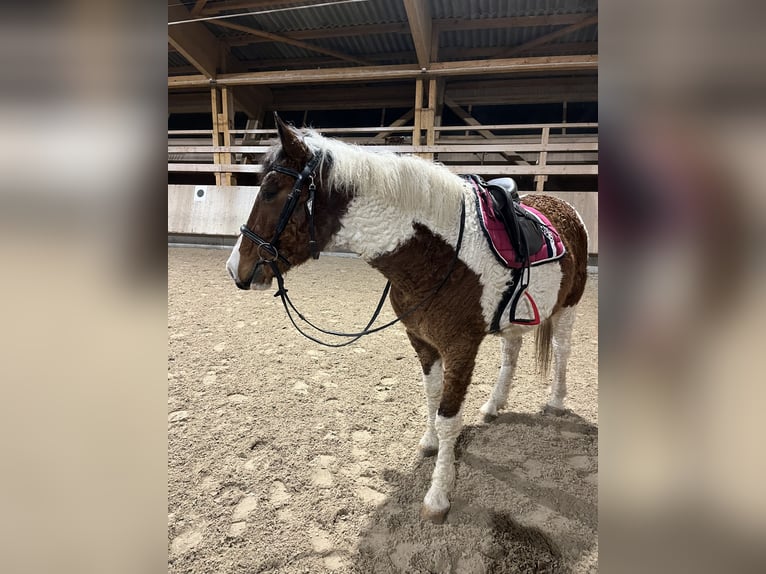 Curly Horse Ruin 13 Jaar 151 cm Gevlekt-paard in Bad Wurzach