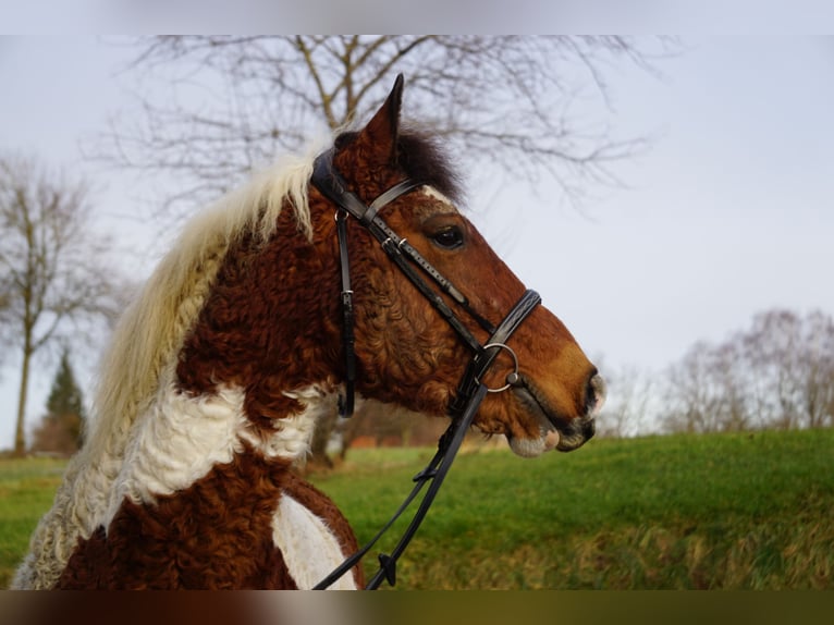 Curly Horse Ruin 13 Jaar 151 cm Gevlekt-paard in Bad Wurzach