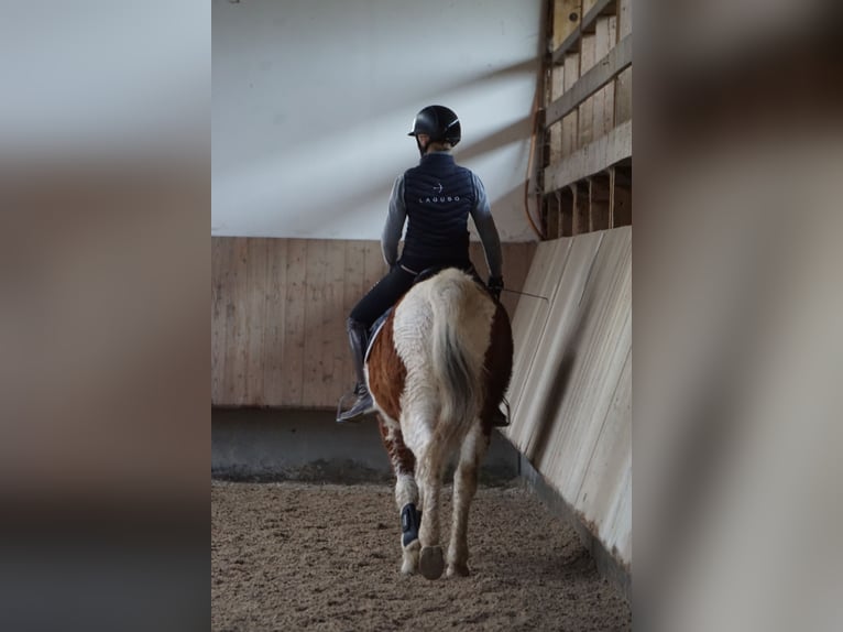 Curly Horse Ruin 13 Jaar 151 cm Gevlekt-paard in Bad Wurzach