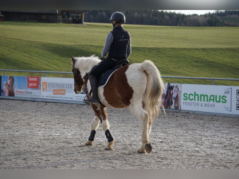 Curly Horse Ruin 13 Jaar 151 cm Gevlekt-paard in Bad Wurzach