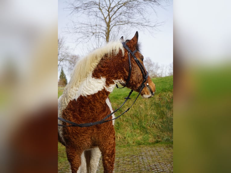 Curly Horse Ruin 13 Jaar 151 cm Gevlekt-paard in Bad Wurzach