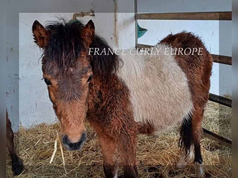 Curly Horse Ruin 1 Jaar 105 cm Roodbruin in ge