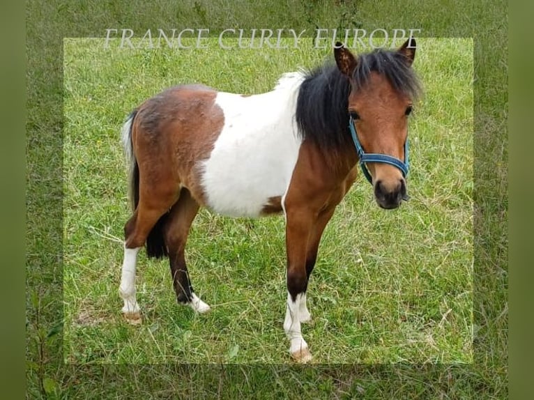 Curly Horse Ruin 1 Jaar 105 cm Roodbruin in ge