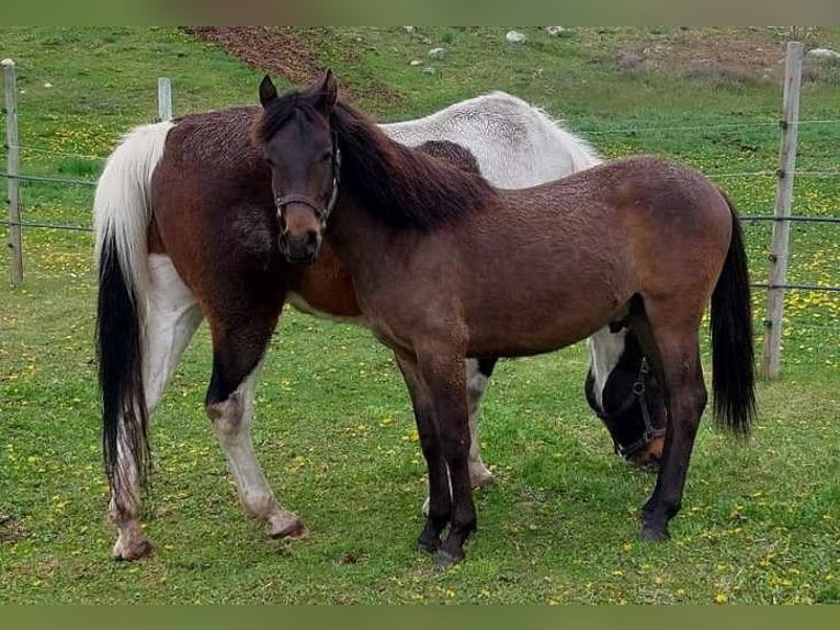 Curly Horse Ruin 2 Jaar 130 cm Roodbruin in Summerland, BC