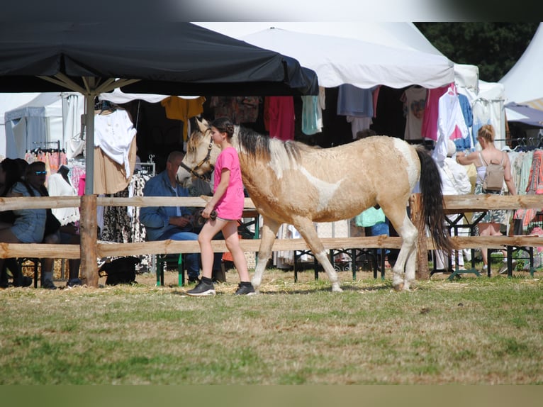 Curly Horse Ruin 2 Jaar 142 cm Falbe in Ruinen