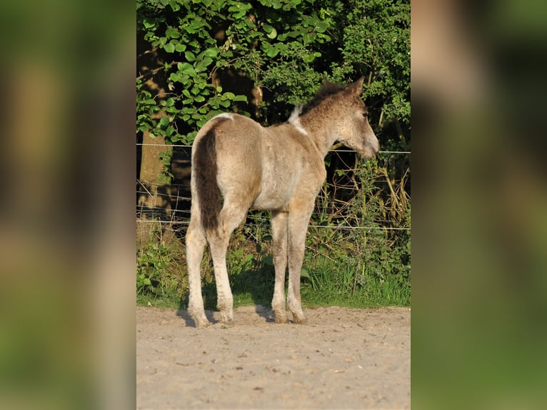 Curly Horse Ruin 2 Jaar 145 cm Buckskin in ruinen