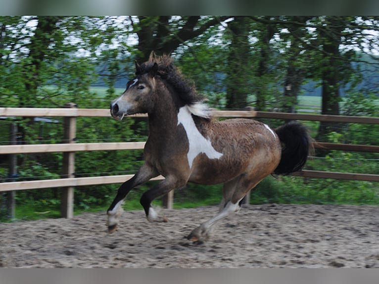 Curly Horse Ruin 2 Jaar 145 cm Buckskin in ruinen
