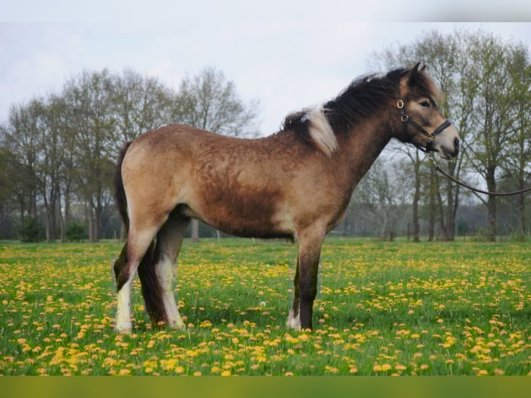 Curly Horse Ruin 2 Jaar 145 cm Buckskin in ruinen