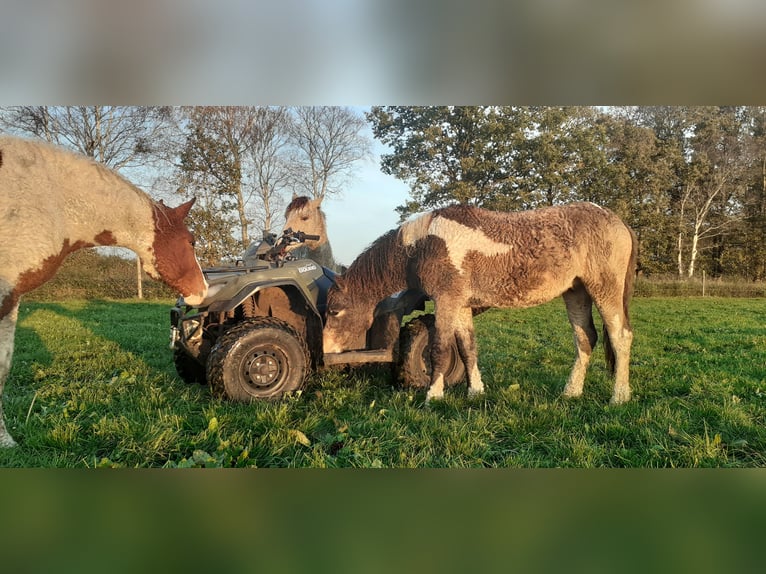 Curly Horse Ruin 2 Jaar 145 cm Buckskin in ruinen
