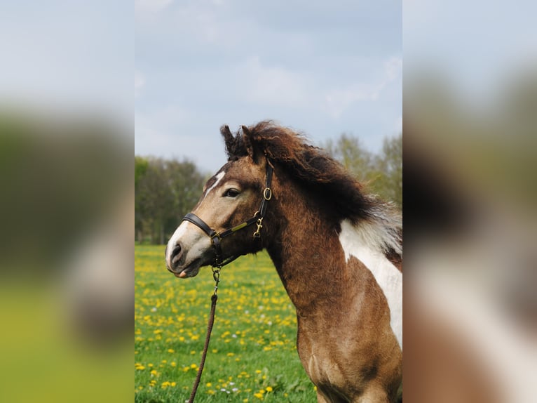Curly Horse Ruin 2 Jaar 145 cm Buckskin in ruinen
