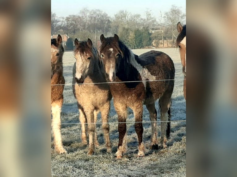 Curly Horse Ruin 2 Jaar 145 cm Buckskin in ruinen