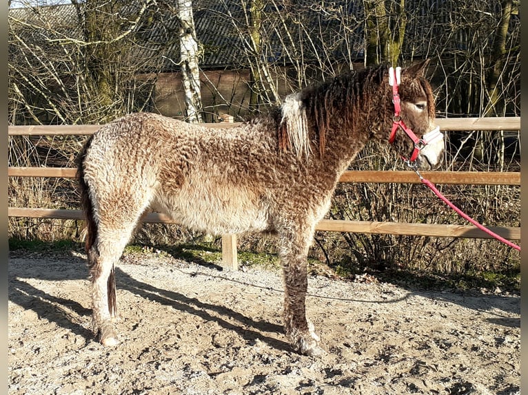 Curly Horse Ruin 2 Jaar 145 cm Buckskin in ruinen