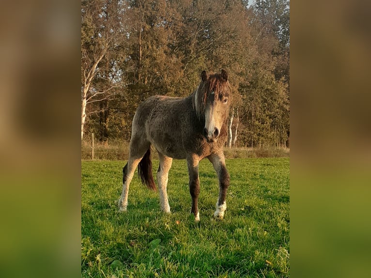 Curly Horse Ruin 2 Jaar 145 cm Buckskin in ruinen