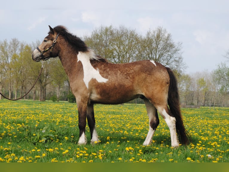 Curly Horse Ruin 2 Jaar 145 cm Buckskin in ruinen