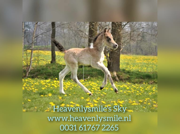 Curly Horse Ruin 2 Jaar 145 cm Buckskin in ruinen