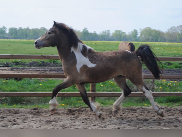 Curly Horse Ruin 2 Jaar 145 cm Buckskin in ruinen