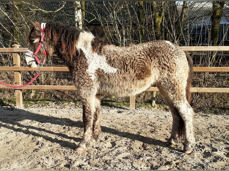 Curly Horse Ruin 2 Jaar 145 cm Buckskin in ruinen