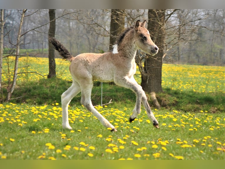 Curly Horse Ruin 2 Jaar 145 cm Buckskin in ruinen