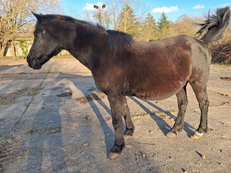 Curly Horse Ruin 2 Jaar 150 cm Donkerbruin in Vellahn