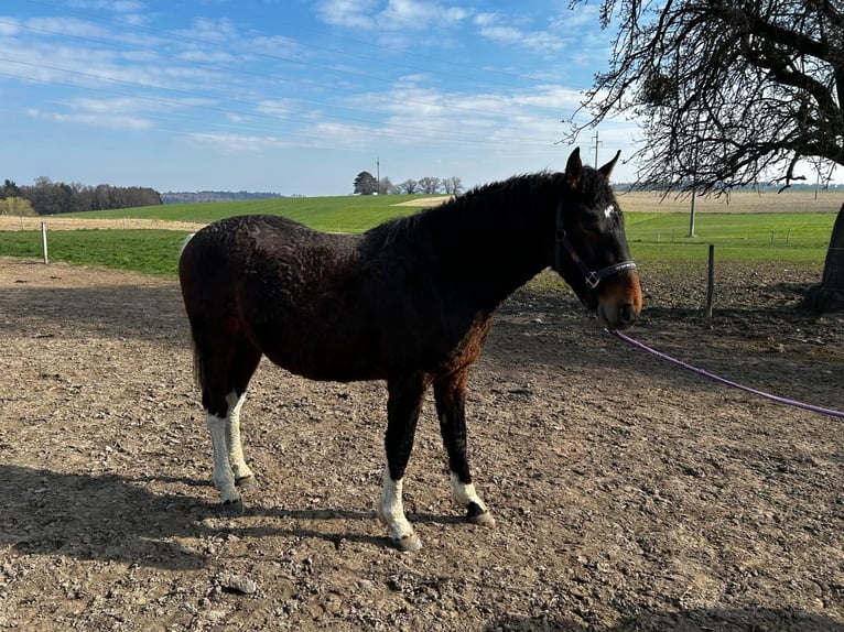 Curly Horse Ruin 2 Jaar 163 cm Bruin in Düdingen