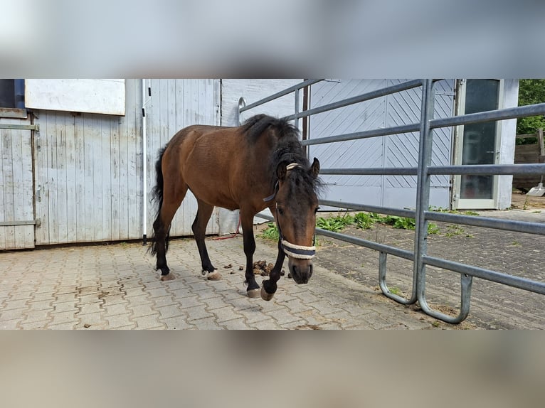 Curly Horse Ruin 3 Jaar 120 cm Donkerbruin in Absberg