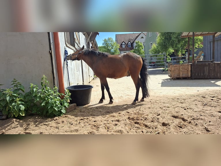 Curly Horse Ruin 3 Jaar 120 cm Donkerbruin in Absberg
