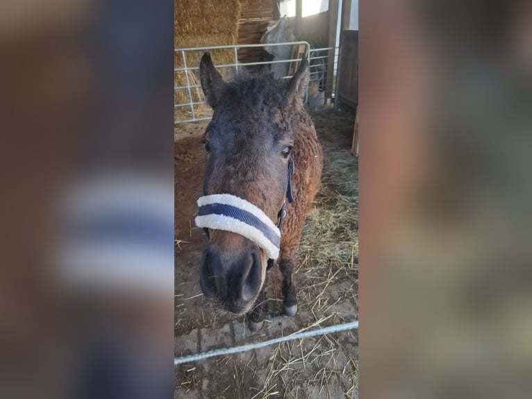 Curly Horse Ruin 3 Jaar 120 cm Donkerbruin in Absberg